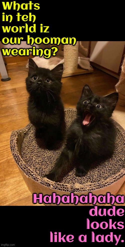 Dude Looks Like A Lady | Whats in teh world iz our hooman wearing? Hahahahaha dude looks like a lady. | image tagged in dude,cats,funny cat memes,what a terrible day to have eyes,lady,trans | made w/ Imgflip meme maker