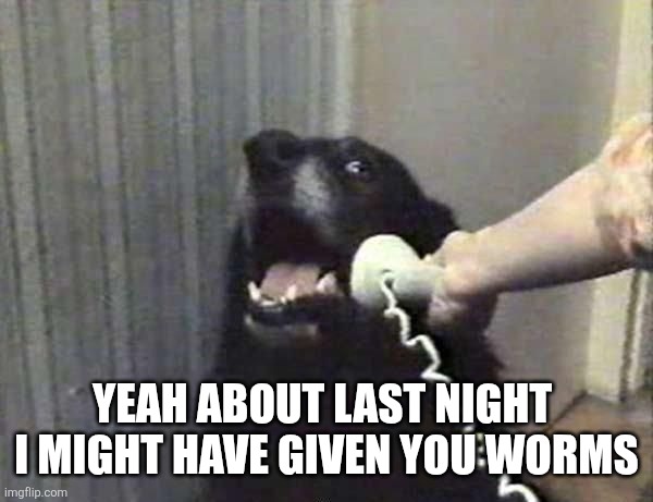Dog Phone | YEAH ABOUT LAST NIGHT 
I MIGHT HAVE GIVEN YOU WORMS | image tagged in dog phone | made w/ Imgflip meme maker
