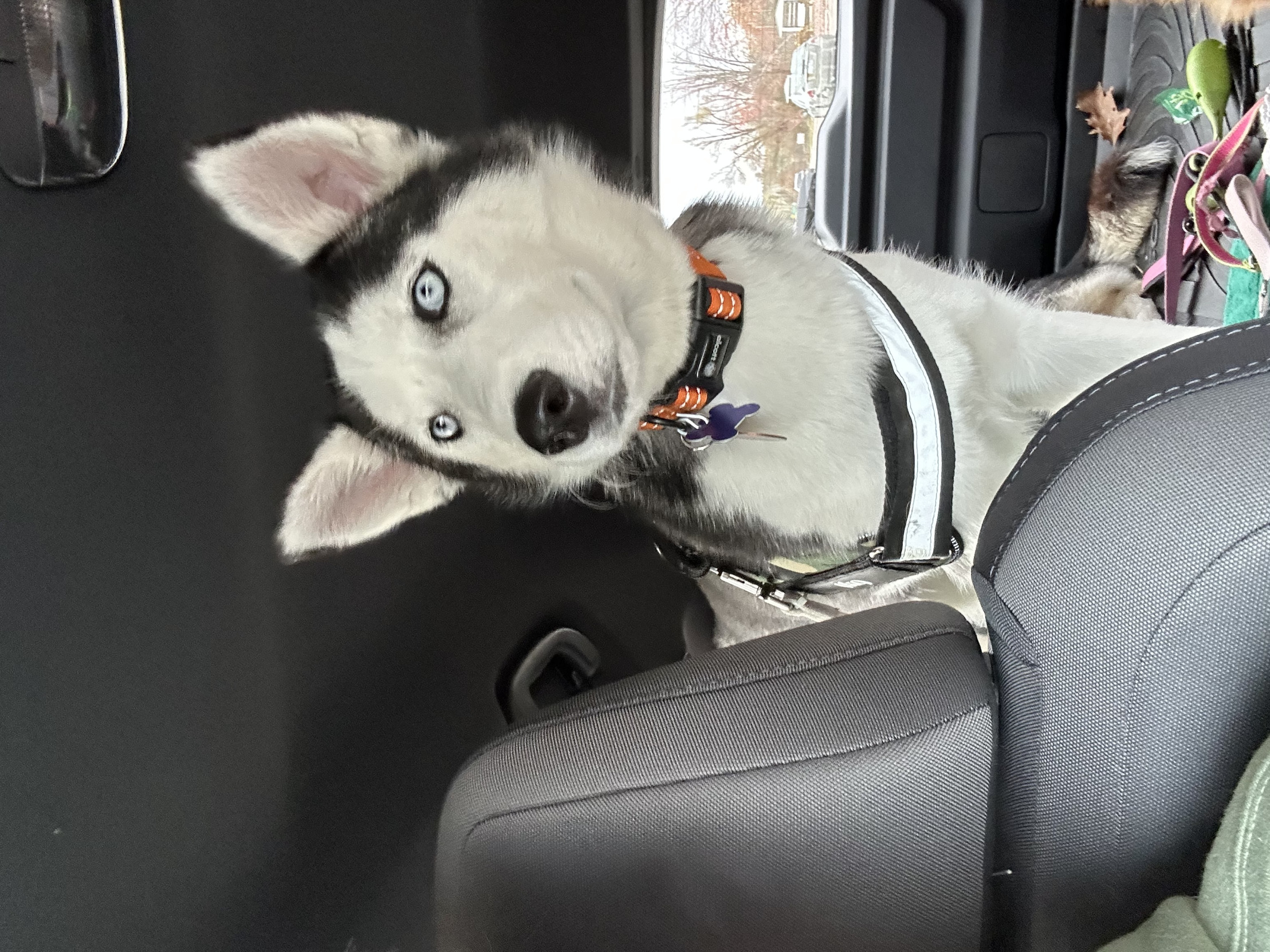 High Quality Young Siberian Husky Blank Meme Template