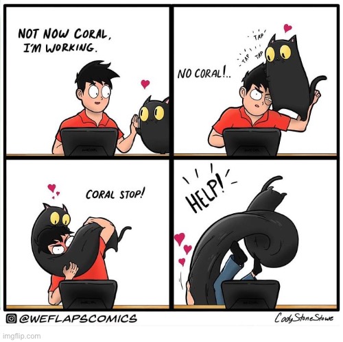 WeFlaps | image tagged in cats,comics,weflaps,coral,pay attention | made w/ Imgflip meme maker