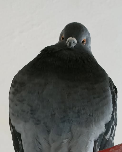 Pathetic pigeon Blank Meme Template