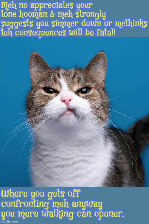 Smug Entitled Piece Of Crap Cat | Meh no appreciates your tone hooman & meh strongly suggests you simmer down or methinks teh consequences will be fatal! Where you gets off confronting meh anyway you mere walking can opener. | image tagged in we are intellectually superior in every way,smug,cats,funny cats,discipline,superior royalty | made w/ Imgflip meme maker