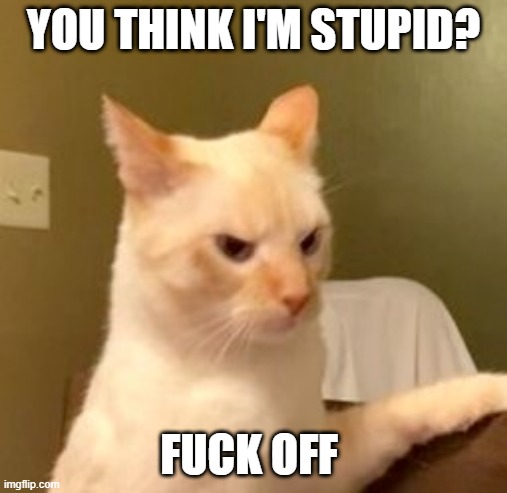 PO'd cat | YOU THINK I'M STUPID? FUCK OFF | image tagged in cat,upset,stupid | made w/ Imgflip meme maker