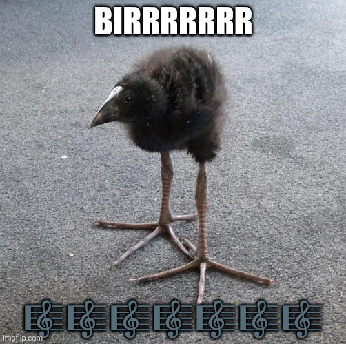 DDDDDDDDDD | BIRRRRRRR; 🎼🎼🎼🎼🎼🎼🎼 | image tagged in pukeko chick | made w/ Imgflip meme maker
