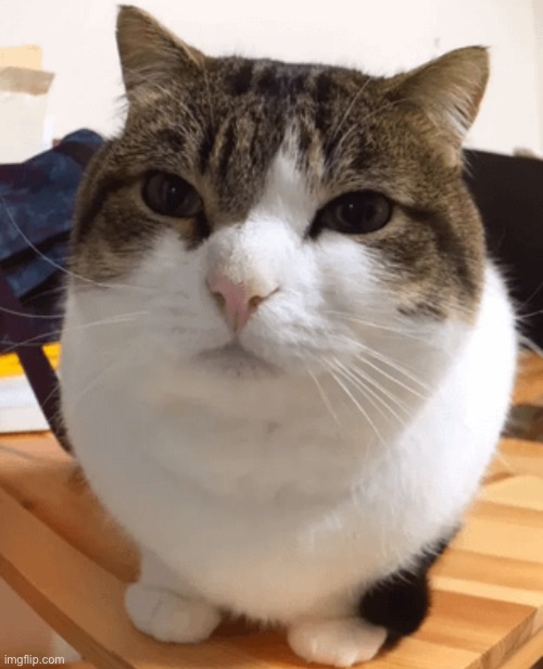 eggcat | image tagged in oh the misery original | made w/ Imgflip meme maker