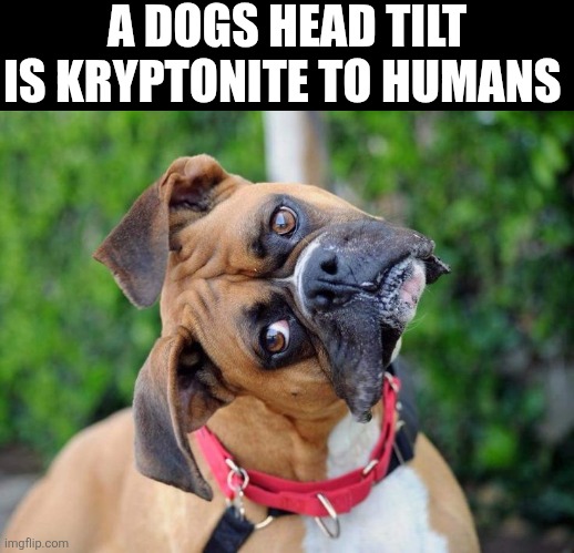 A Dogs Head Tilt Is Kryptonite To Humans | A DOGS HEAD TILT IS KRYPTONITE TO HUMANS | image tagged in chrisjoines1 | made w/ Imgflip meme maker