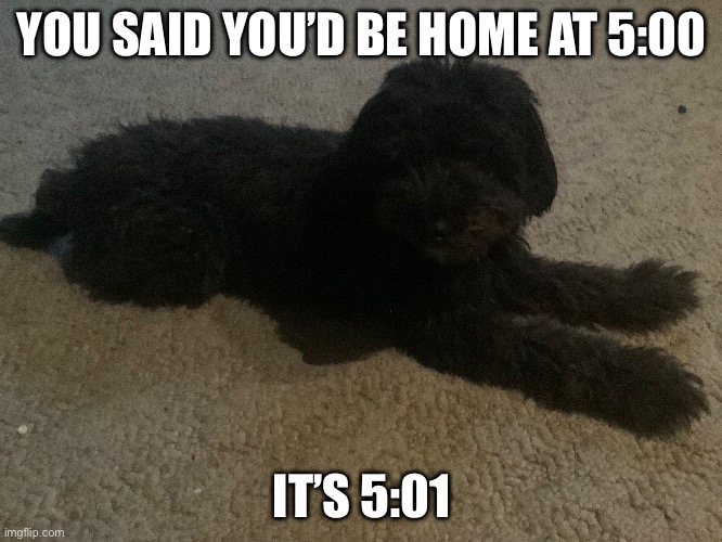 Late | YOU SAID YOU’D BE HOME AT 5:00; IT’S 5:01 | image tagged in funny memes,puppy love | made w/ Imgflip meme maker