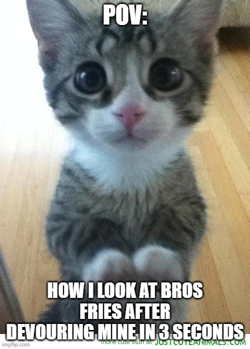 kiggy kat | POV:; HOW I LOOK AT BROS FRIES AFTER DEVOURING MINE IN 3 SECONDS | image tagged in cute kitty begging 2 | made w/ Imgflip meme maker