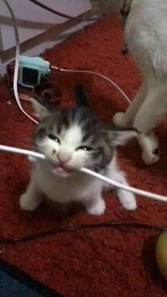 cat biting cable Blank Meme Template