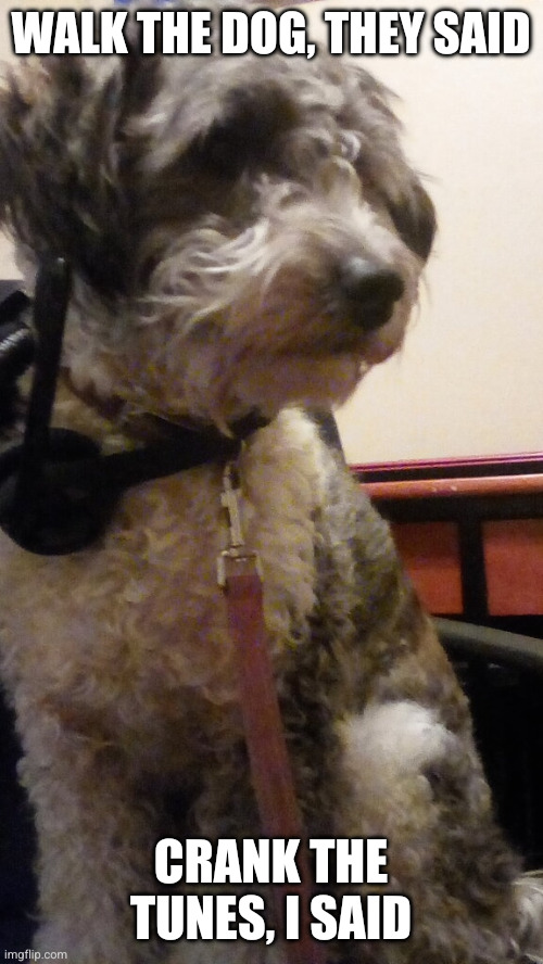 Party dog | WALK THE DOG, THEY SAID; CRANK THE TUNES, I SAID | image tagged in simon the dog in an office e chair,headphones dog,memes,crank the music,walk the dog,music is the way | made w/ Imgflip meme maker