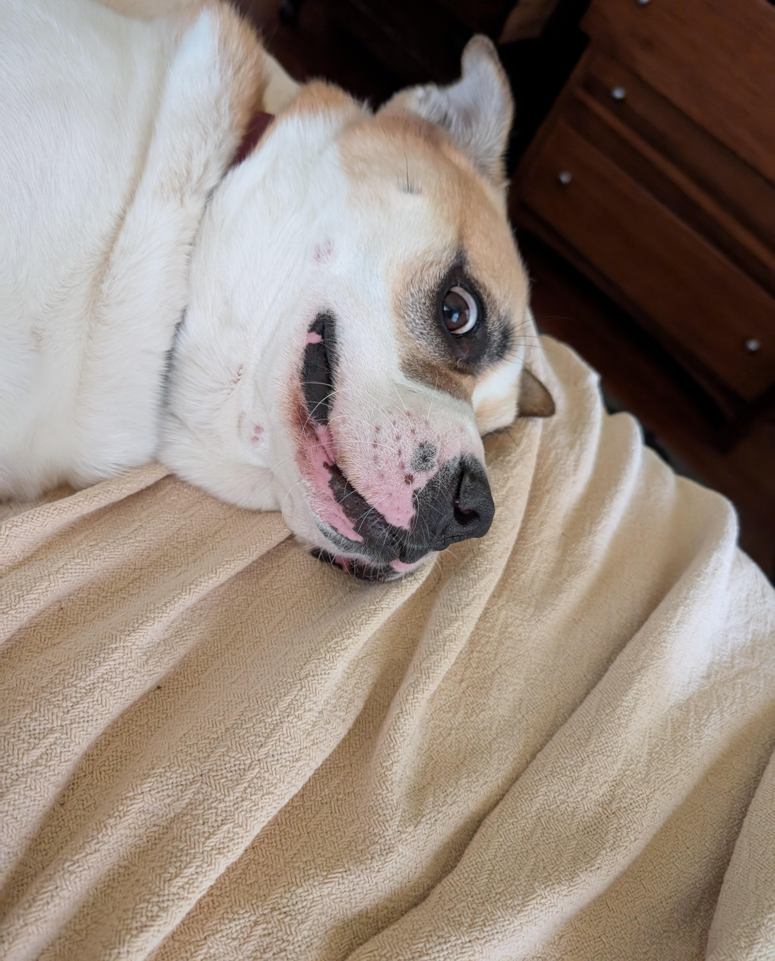 Existential Dog Thoughts Blank Meme Template