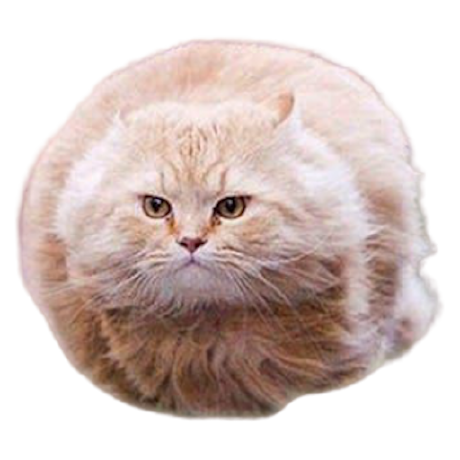 hover cat Blank Meme Template