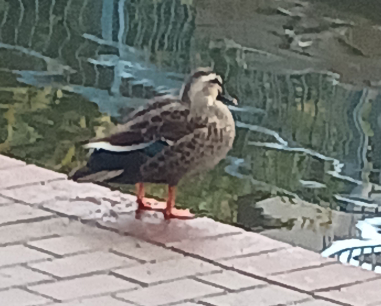 Quack Blank Meme Template