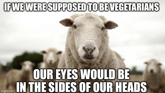 Sheep | IF WE WERE SUPPOSED TO BE VEGETARIANS OUR EYES WOULD BE IN THE SIDES OF OUR HEADS | image tagged in sheep | made w/ Imgflip meme maker