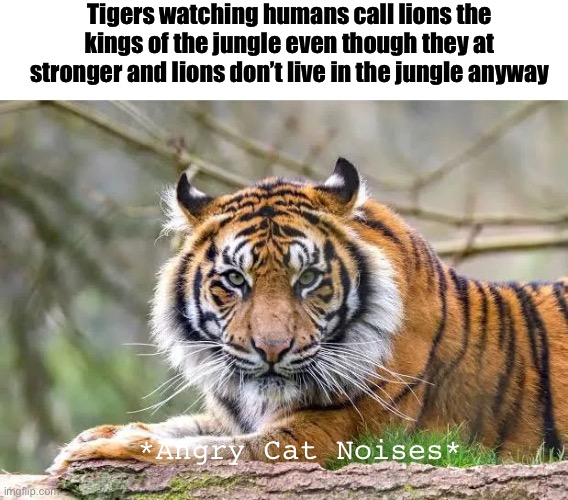 RAHH I’m a tiger or some cool title idk | Tigers watching humans call lions the kings of the jungle even though they at stronger and lions don’t live in the jungle anyway; *Angry Cat Noises* | image tagged in tigers,big cats,tiger,cats,cat,lion | made w/ Imgflip meme maker