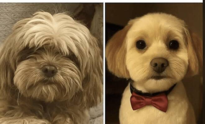 dog haircut Blank Meme Template