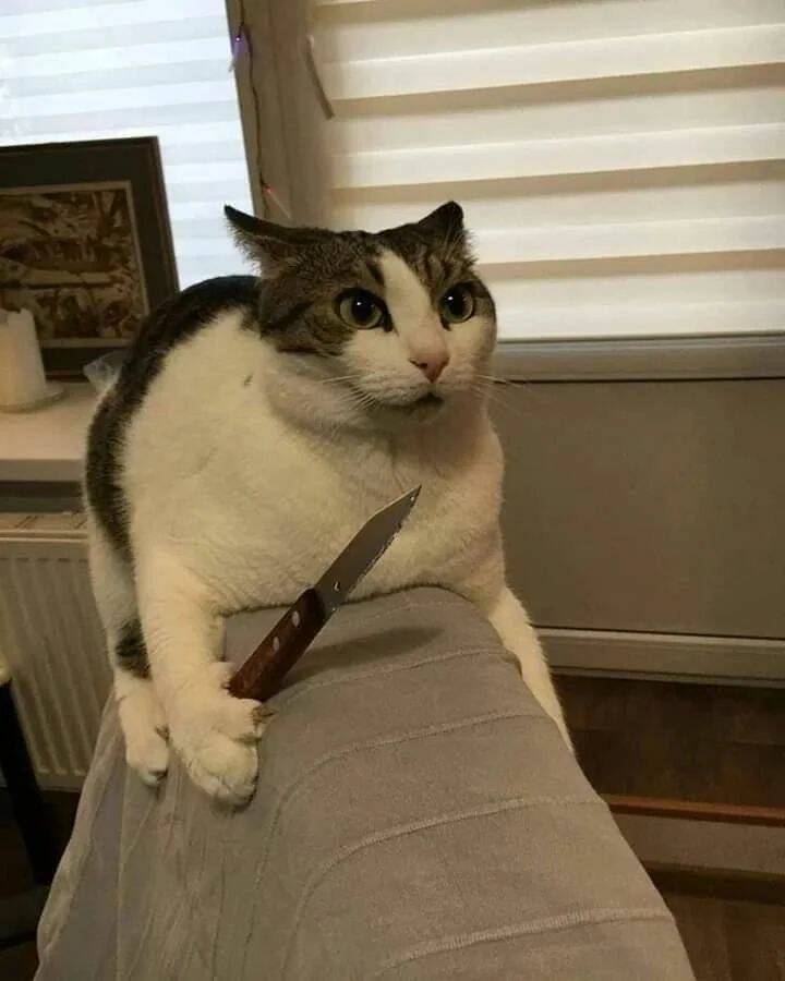 cat knife Blank Meme Template