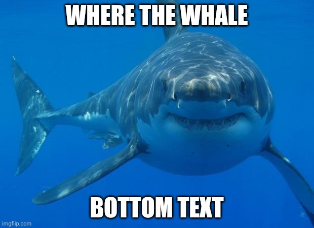 Where the whale | WHERE THE WHALE; BOTTOM TEXT | image tagged in straight white shark | made w/ Imgflip meme maker