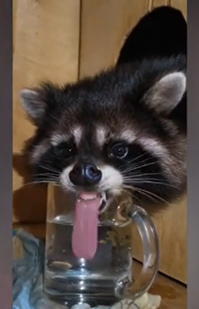 racoon water Blank Meme Template