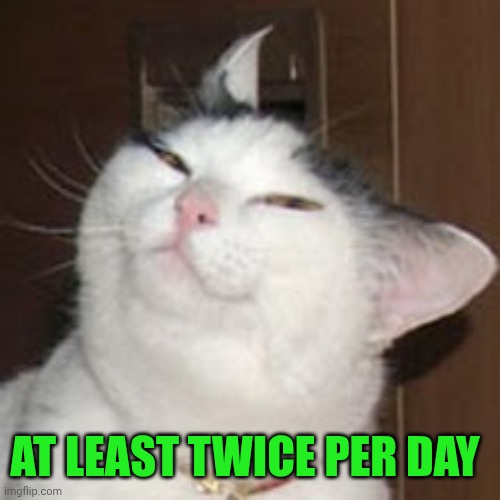 smug cat | AT LEAST TWICE PER DAY | image tagged in smug cat | made w/ Imgflip meme maker