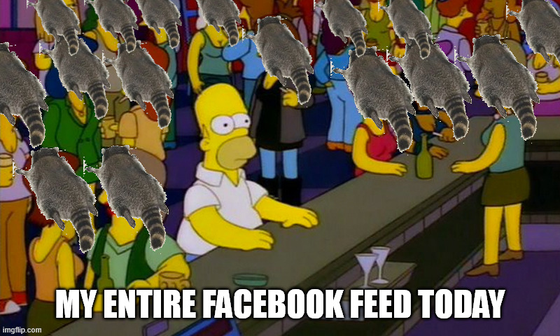 trashed panda | MY ENTIRE FACEBOOK FEED TODAY | image tagged in homer simpson in bars,homer simpson,drunk raccoon,raccoon in virginia,ashland,virginia | made w/ Imgflip meme maker