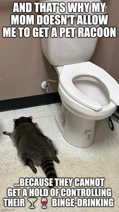 That's why my mom doesn't allow me to get a pet raccoon | AND THAT'S; ...BECAUSE THEY CANNOT GET A HOLD OF CONTROLLING THEIR 🍸🍷 BINGE-DRINKING | image tagged in funny,drunk,raccoon,pets,intoxication | made w/ Imgflip meme maker