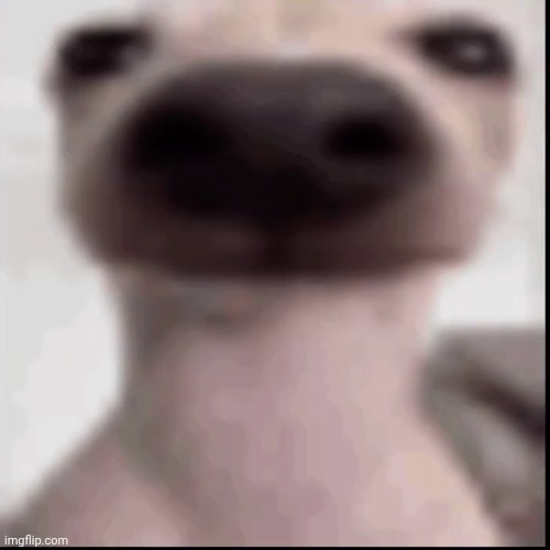 poopy | image tagged in poopy | made w/ Imgflip meme maker