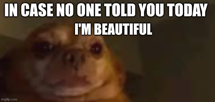 pov I'm beautiful I know | IN CASE NO ONE TOLD YOU TODAY; I'M BEAUTIFUL | image tagged in funny dog | made w/ Imgflip meme maker
