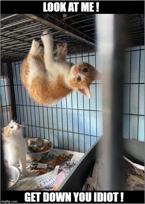 What A Show Off ! | LOOK AT ME ! GET DOWN YOU IDIOT ! | image tagged in cats,kittens,show off | made w/ Imgflip meme maker