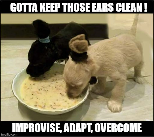 It's Feeding Time ! | GOTTA KEEP THOSE EARS CLEAN ! IMPROVISE, ADAPT, OVERCOME | image tagged in dogs,puppies,feeding,ears,improvise adapt overcome | made w/ Imgflip meme maker