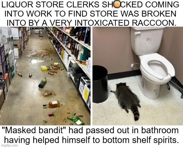 Racked Out Raccoon | 😶; LIQUOR STORE CLERKS SHOCKED COMING 
INTO WORK TO FIND STORE WAS BROKEN 
INTO BY A VERY INTOXICATED RACCOON. "Masked bandit" had passed out in bathroom 
having helped himself to bottom shelf spirits. | image tagged in pesky,raccoon,drunk,uh oh,drinking | made w/ Imgflip meme maker