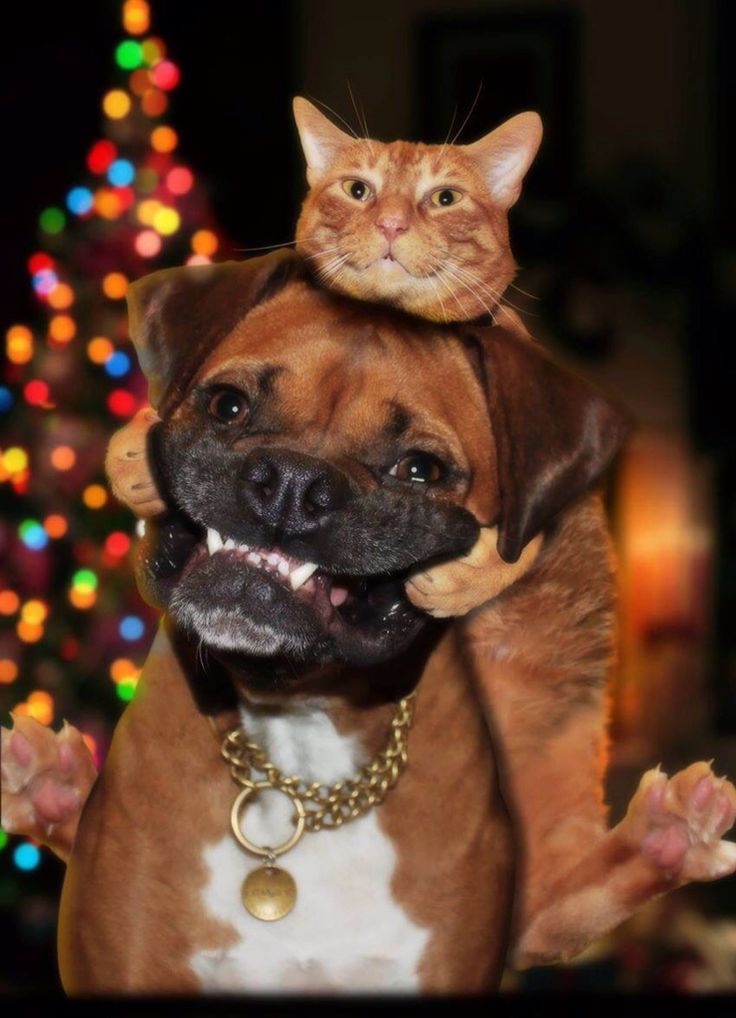 Chrisjoines1 Blank Meme Template