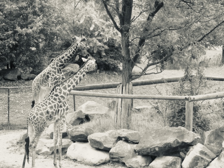 Zoo Animals Giraffe Mirror Image Mode Blank Meme Template