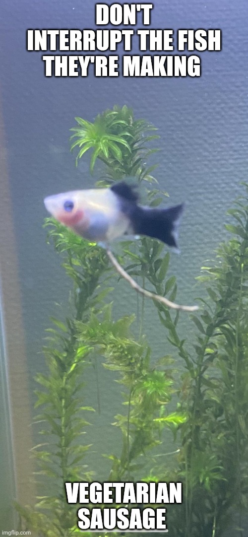 Vegitaquariums | DON'T INTERRUPT THE FISH THEY'RE MAKING; VEGETARIAN SAUSAGE | image tagged in fish,heavy breathing cat | made w/ Imgflip meme maker