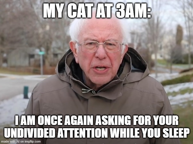 Bernie Sanders Once Again Asking | MY CAT AT 3AM:; I AM ONCE AGAIN ASKING FOR YOUR UNDIVIDED ATTENTION WHILE YOU SLEEP | image tagged in bernie sanders once again asking | made w/ Imgflip meme maker