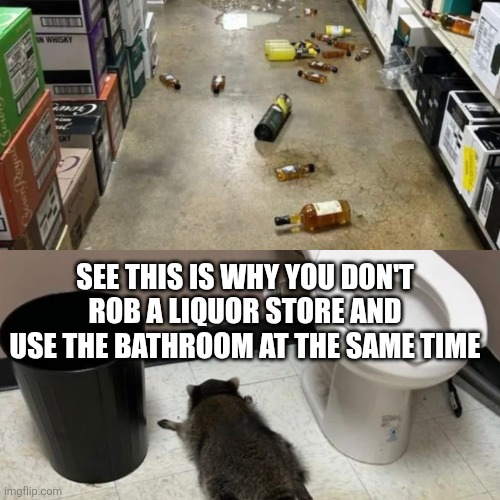 Someone's raccoon has been drinking a little too hard | SEE THIS IS WHY YOU DON'T ROB A LIQUOR STORE AND USE THE BATHROOM AT THE SAME TIME | image tagged in drunky raccoon | made w/ Imgflip meme maker