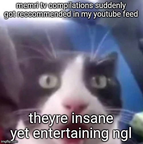 cat shocked | memri tv compilations suddenly got reccommended in my youtube feed; theyre insane yet entertaining ngl | image tagged in cat shocked | made w/ Imgflip meme maker