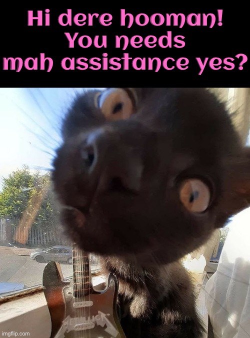 Hi Dere Hooman | Hi dere hooman! You needs mah assistance yes? | image tagged in hi,do you need help,cats,funny cats,zoom,curiosity | made w/ Imgflip meme maker