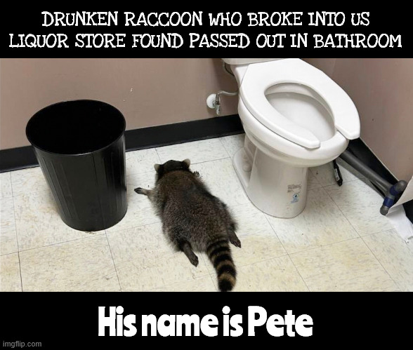 Pete the raccoon | DRUNKEN RACCOON WHO BROKE INTO US LIQUOR STORE FOUND PASSED OUT IN BATHROOM; His name is Pete | image tagged in pete the drunken raccoon,breaking and entering,pete blacks out again | made w/ Imgflip meme maker