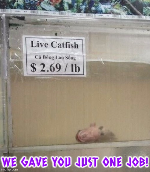 Live Catfish? | WE GAVE YOU JUST ONE JOB! | image tagged in catfish,dead,you had one job,task failed successfully,market,epic fail | made w/ Imgflip meme maker