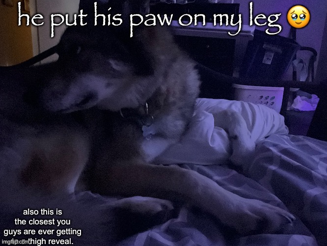 he put his paw on my leg 🥹; also this is the closest you guys are ever getting to a thigh reveal. | made w/ Imgflip meme maker