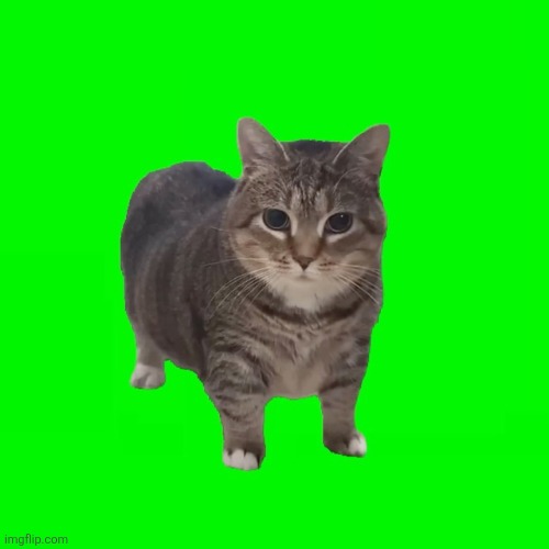 spinning cat | image tagged in spinning cat | made w/ Imgflip meme maker