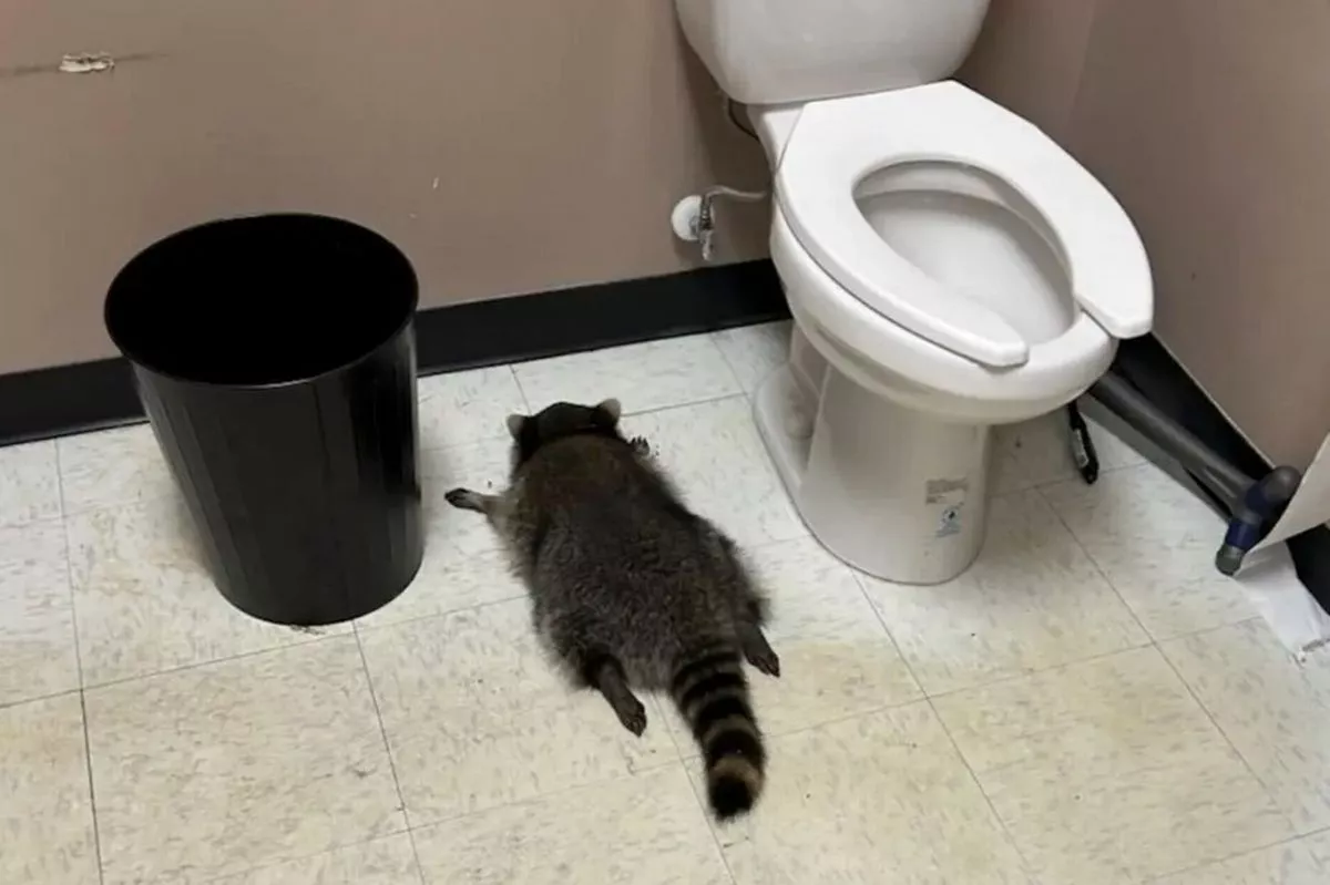 drunk raccoon Blank Meme Template