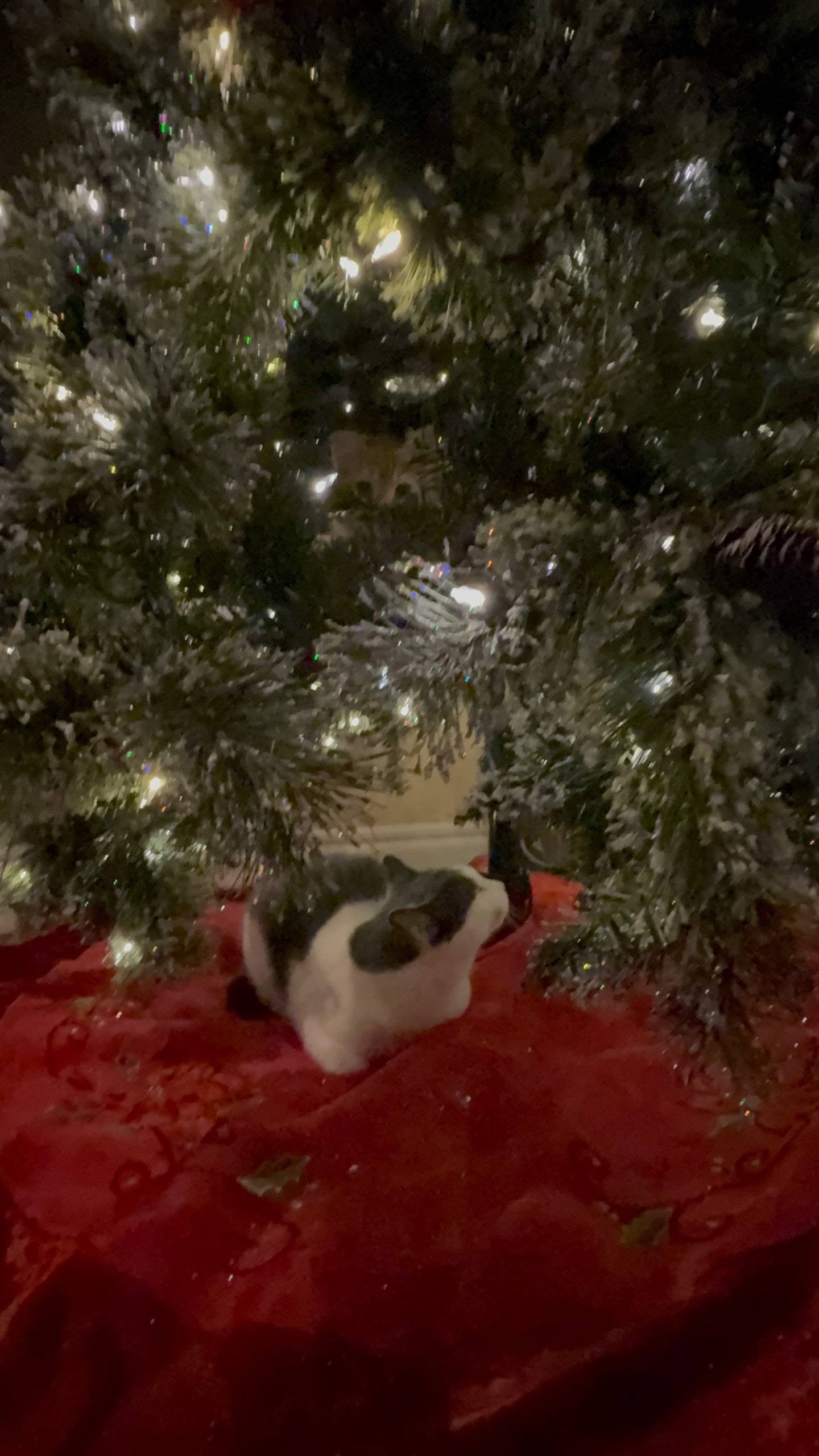 Cat looking into camera while other cat is chillin Blank Meme Template