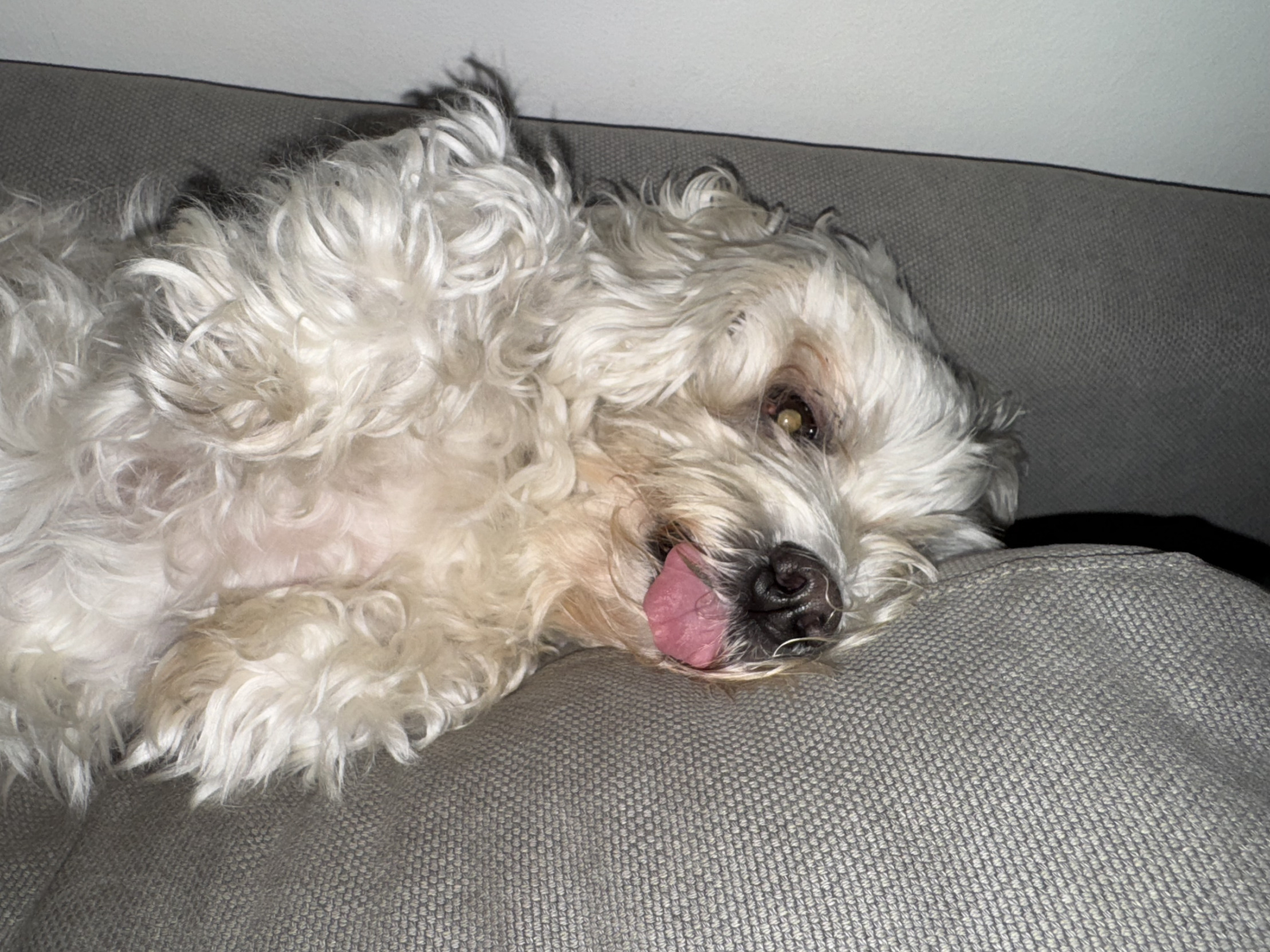 Dumb dog Blank Meme Template