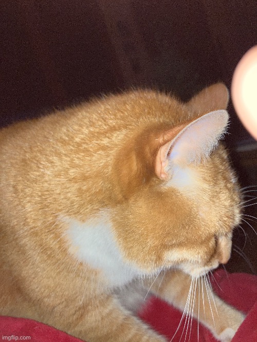 my cat Oscar is kneading my blanket ❤️ | made w/ Imgflip meme maker