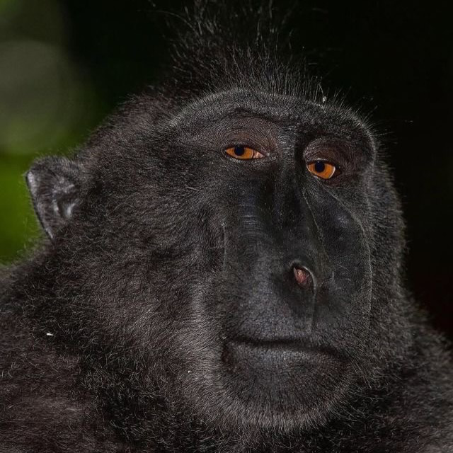 monkey Blank Meme Template