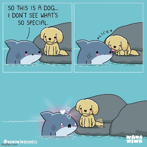 image tagged in shark,dog,special,lick,love,in love | made w/ Imgflip meme maker