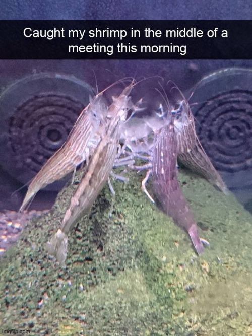 good morning | made w/ Imgflip meme maker