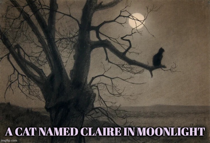 In French: Chat du Lune | A CAT NAMED CLAIRE IN MOONLIGHT | image tagged in vince vance,cats,black cat,tree,cat memes,foggy | made w/ Imgflip meme maker